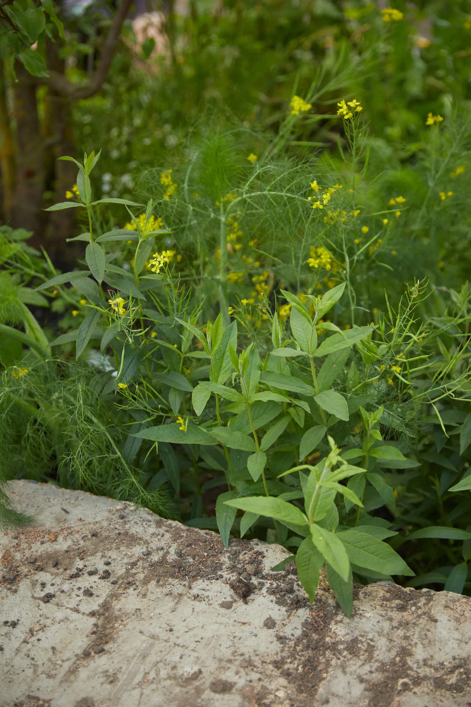 A close-up of green foliage and yellow flowers growing near a stone surface in a natural setting.