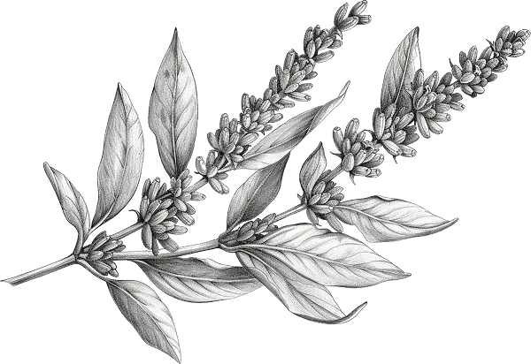 monochrome vintage leaf line art style