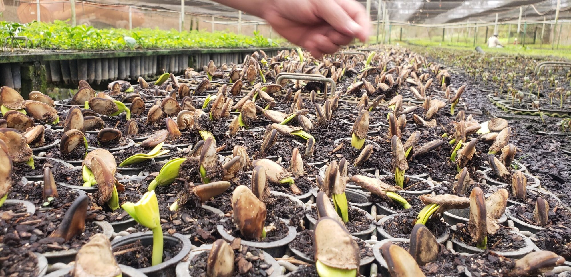 Mão sobre sementes germinando em tubetes no viveiro do projeto de multiplicação de árvores nativas ameaçadas