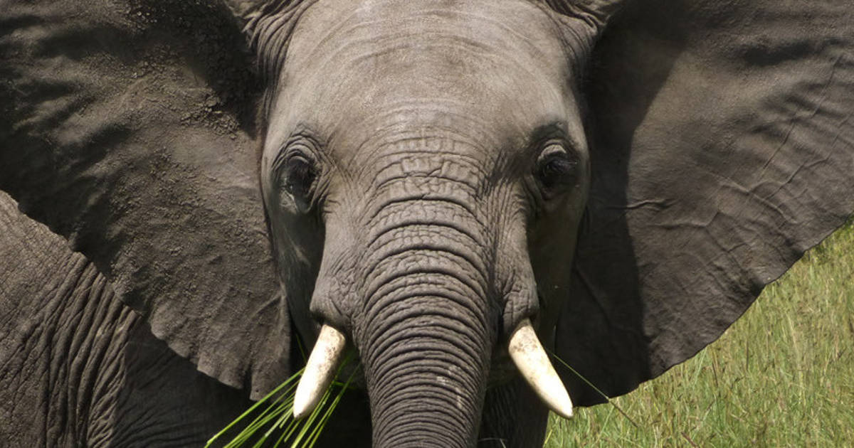 How Scalingo makes migrating from Heroku easy