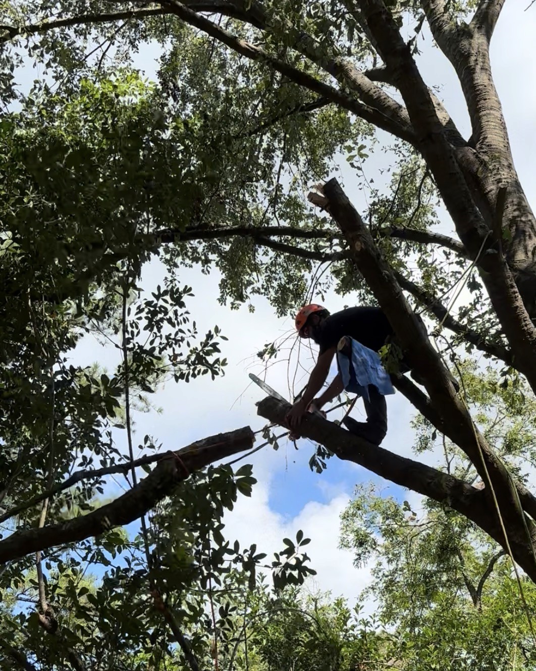 Technical Tree Removal