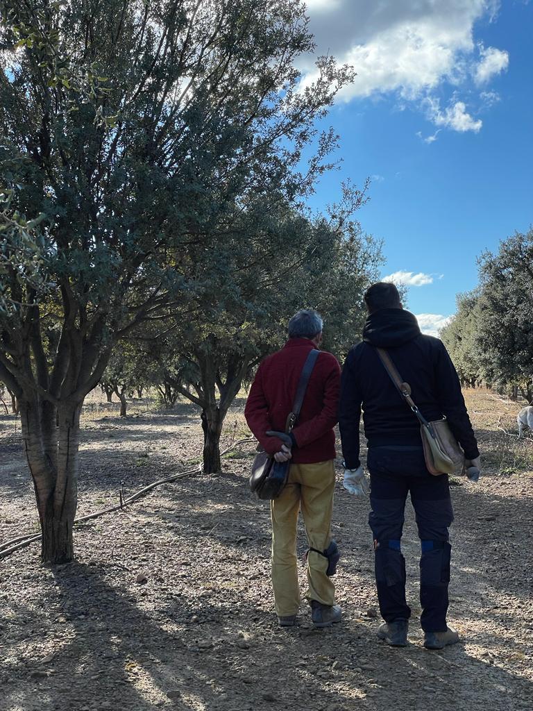 Black truffle plantation works