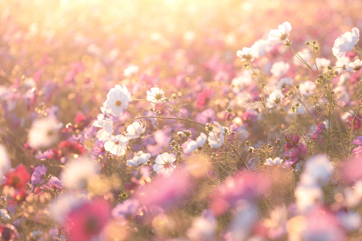 floral garden with subtle sunlight during easter.