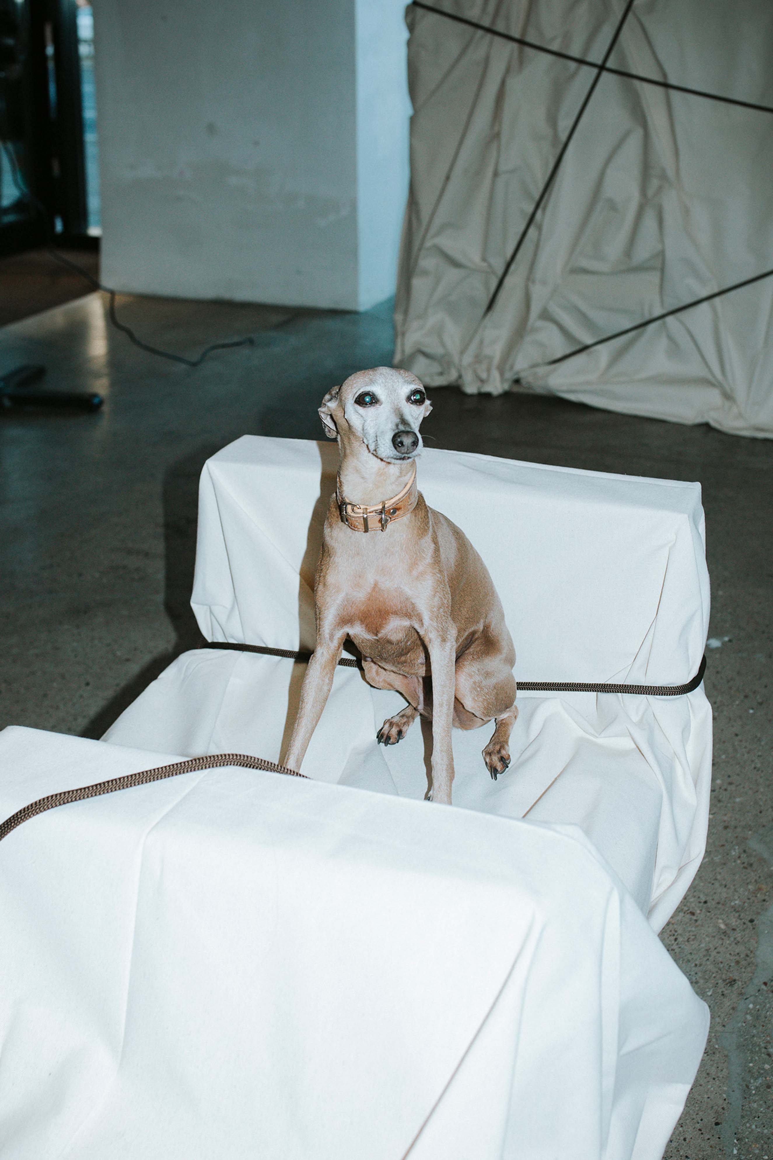 An Italian Greyhound sitting on a white minimalist bench at the On x FKA twigs launch event, highlighting the studio's event art direction.