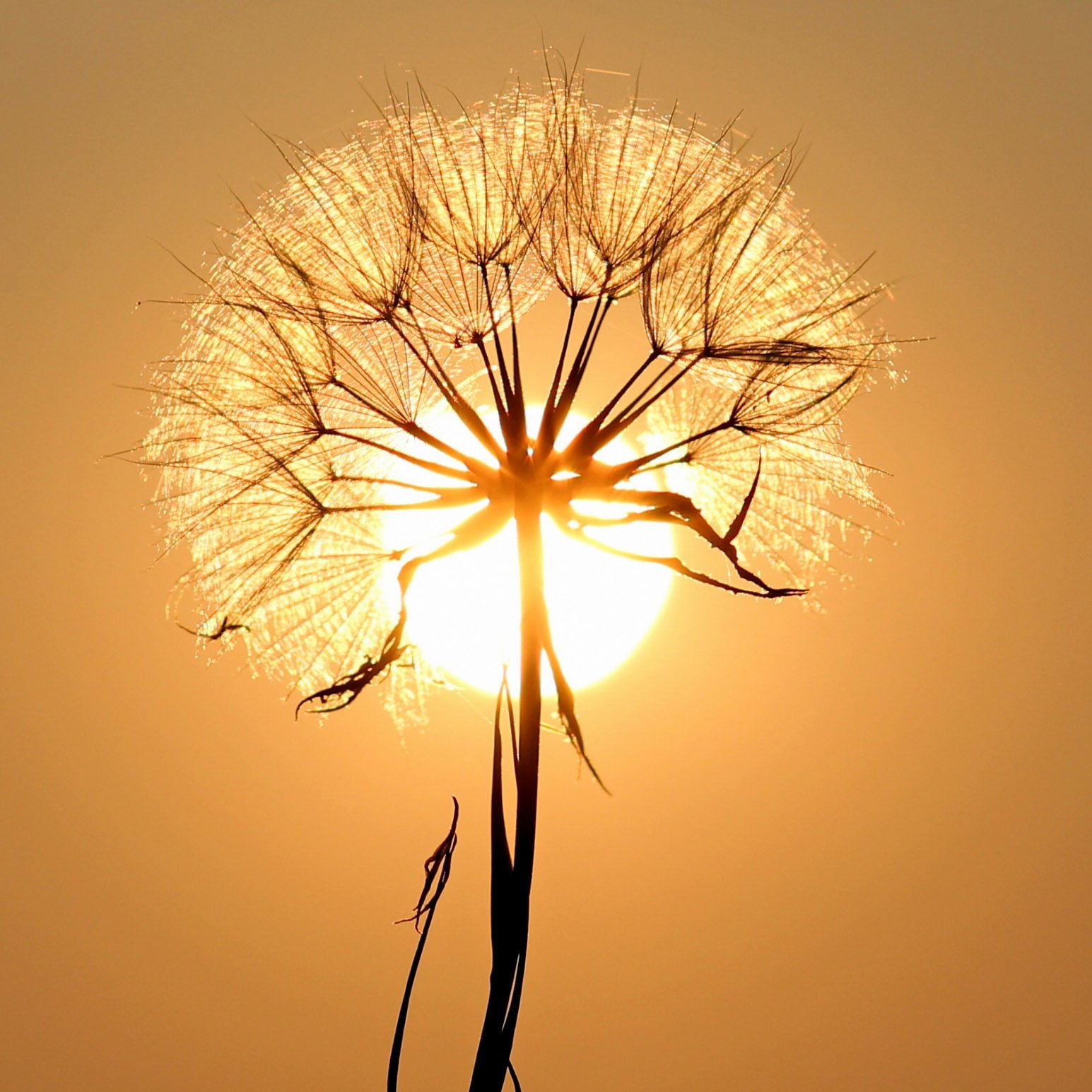 A dandelion seed head backlit by the setting sun