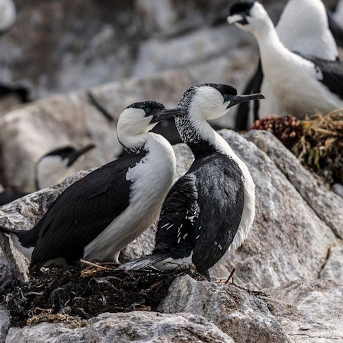 Няколко черно-бели морски птици, кацнали на скалист терен, като една от птиците докосва нежно друга. На заден план се виждат още птици.