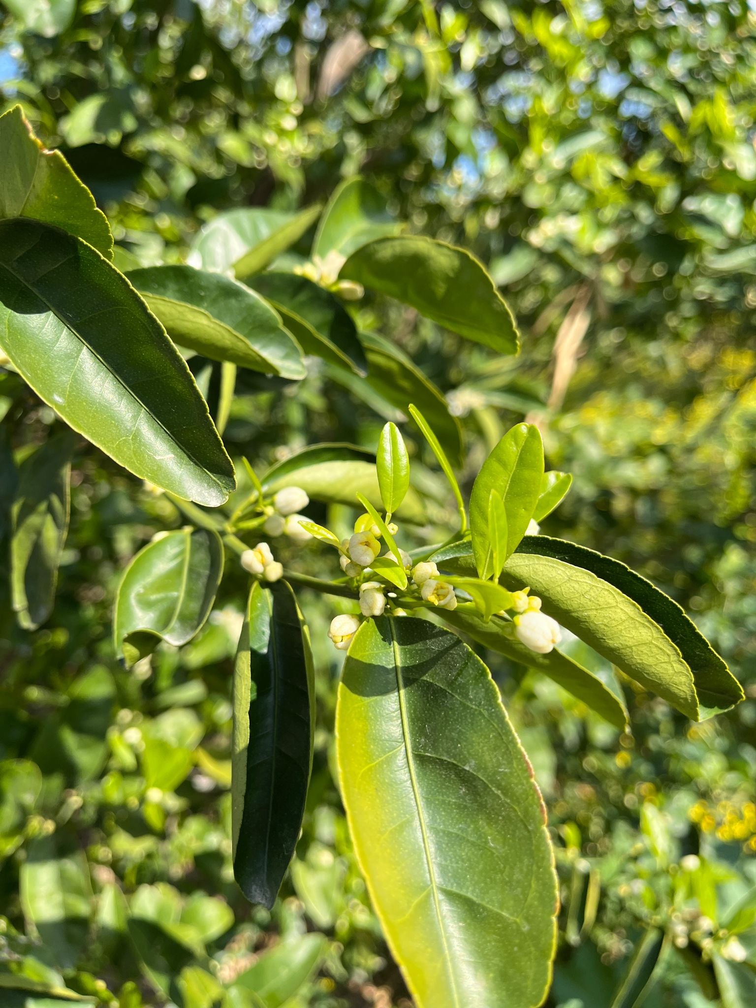 Cherry Mic. Biyoteknoloji olarak sizlere tarımın bel kemiği olan azot ve fosfor dengesi ve mikrobiyal gübrelerin bu dengeyi sağlamadaki rolünü anlatıyoruz. 