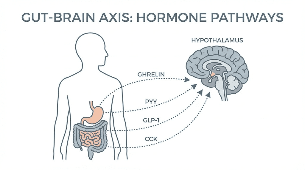 Gut-brain axis hormone signaling pathways affected by DNF-10 peptide