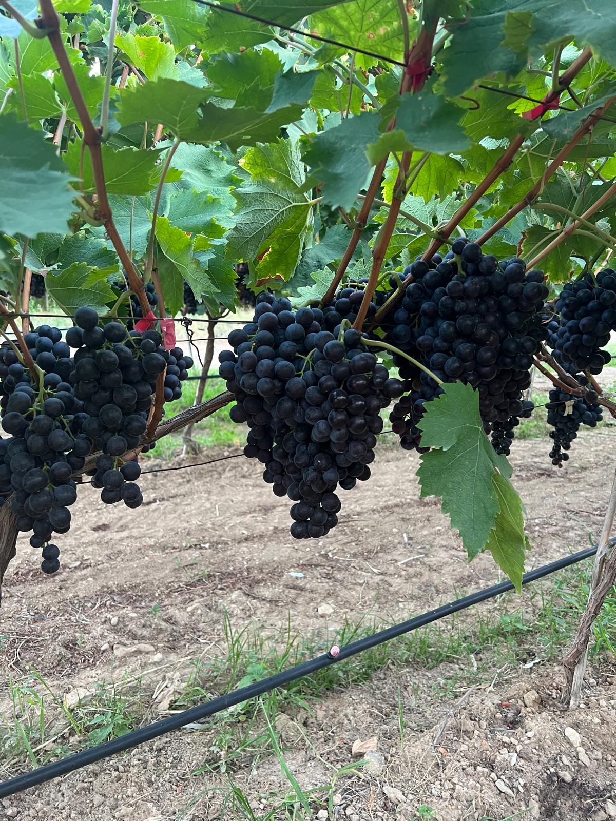 Aromatic black Muscat Hamburg grapes for wholesale market.