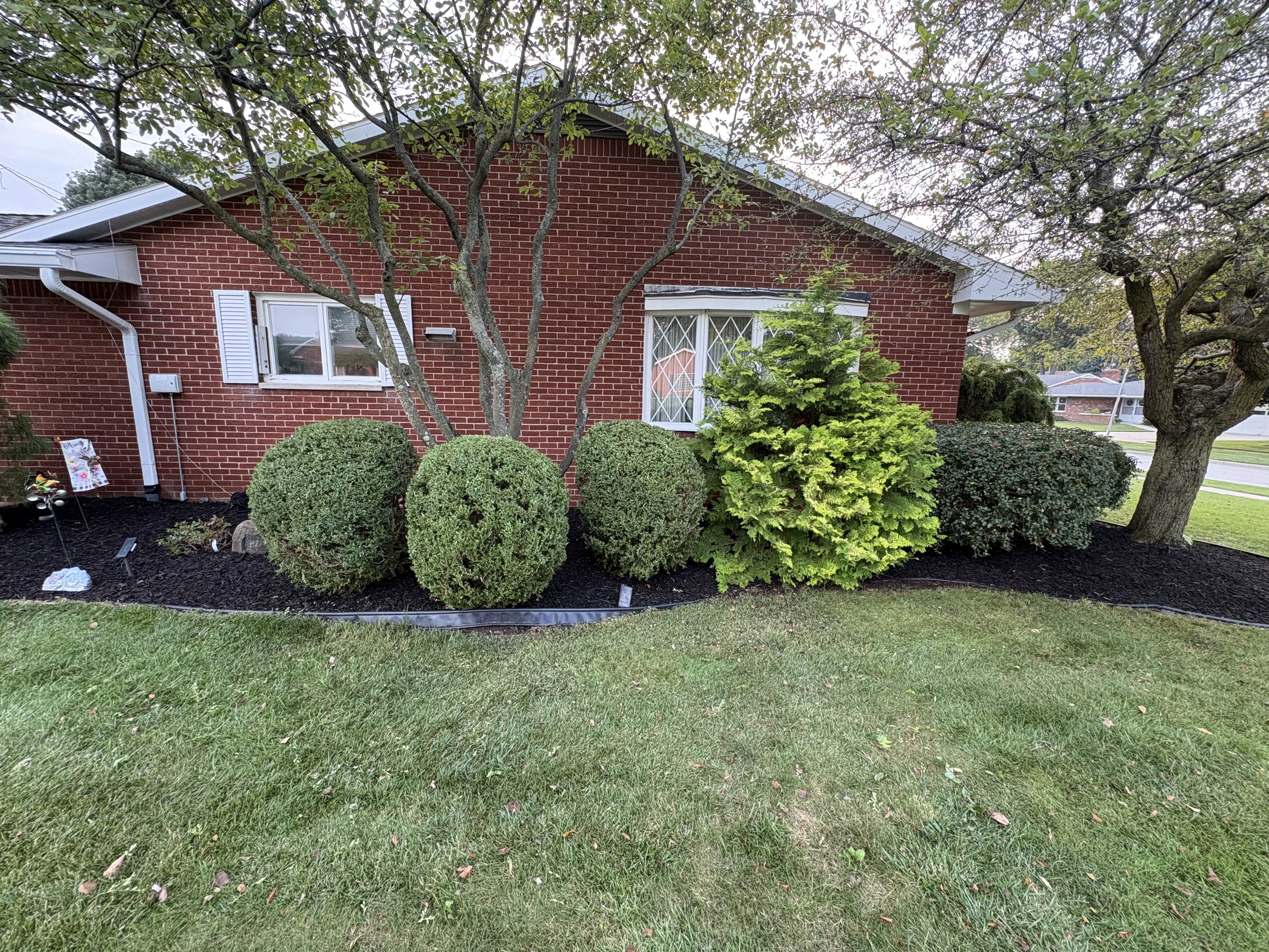 Documented landscape bed refresh with black mulch and trimmed planting