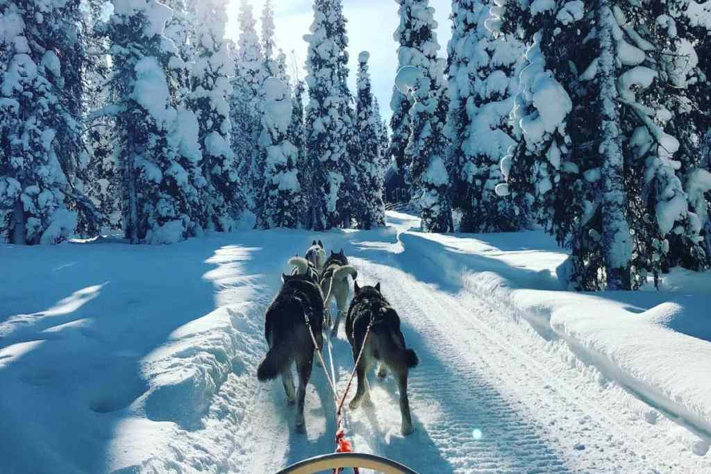 Lapland, Dog Sledding