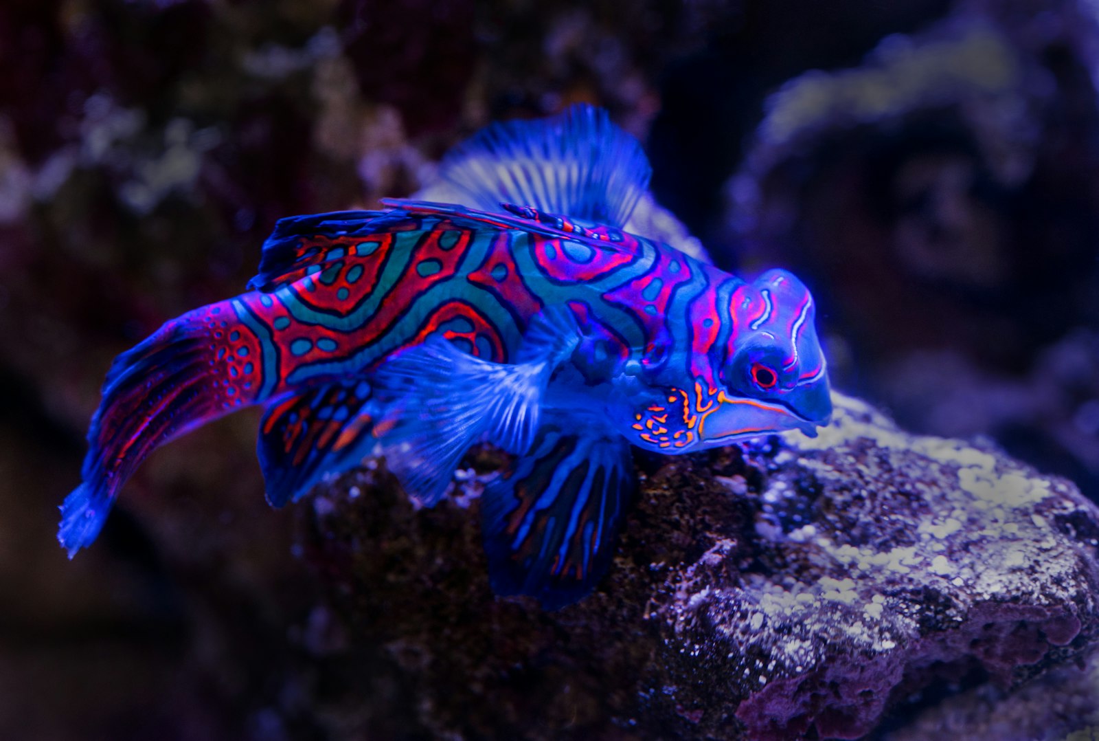 Brightly patterned mandarinfish resting on rock