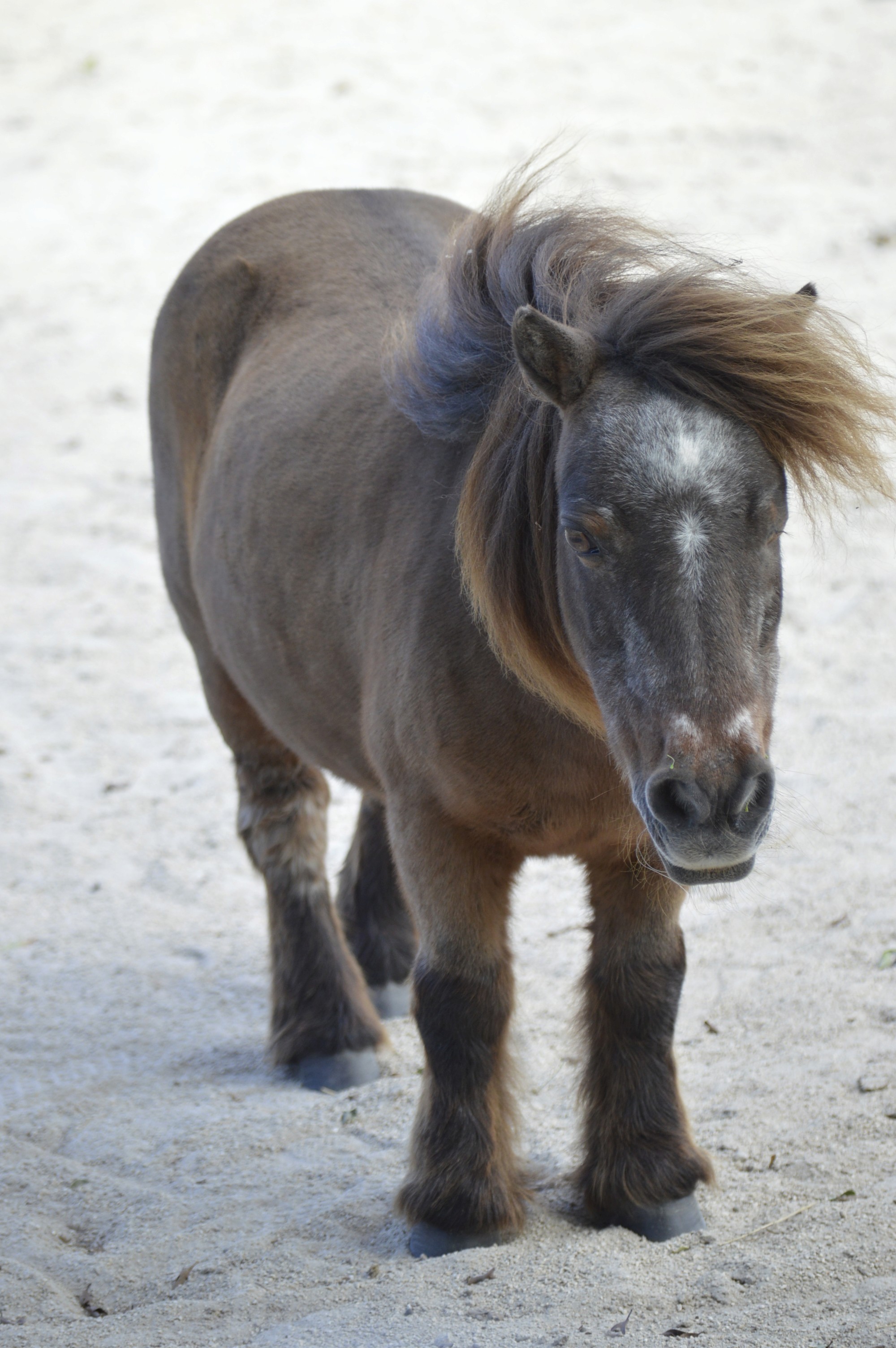 A brown mini horse with his hair blowing in the wind