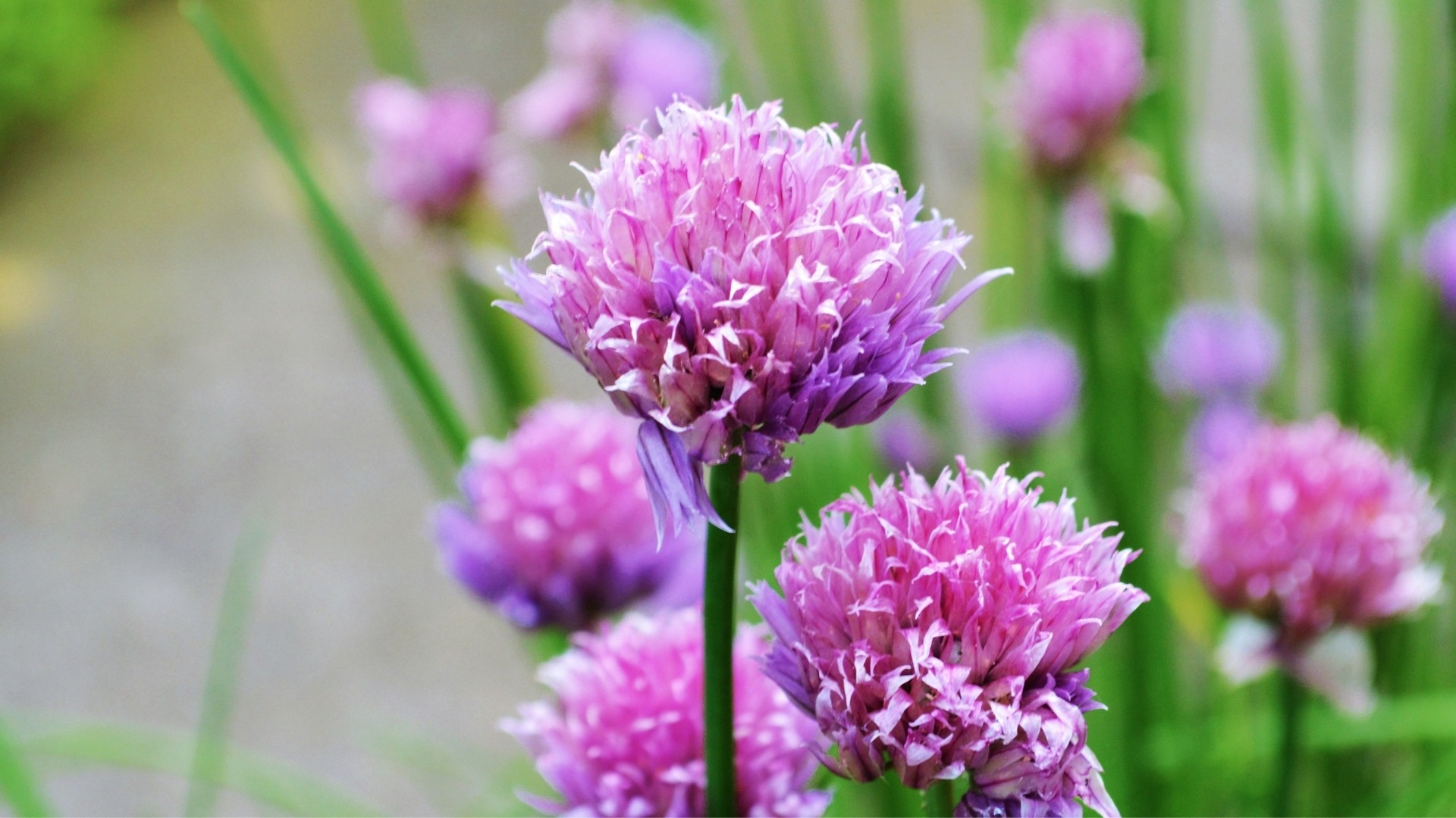 Chives (Allium schoenoprasum)