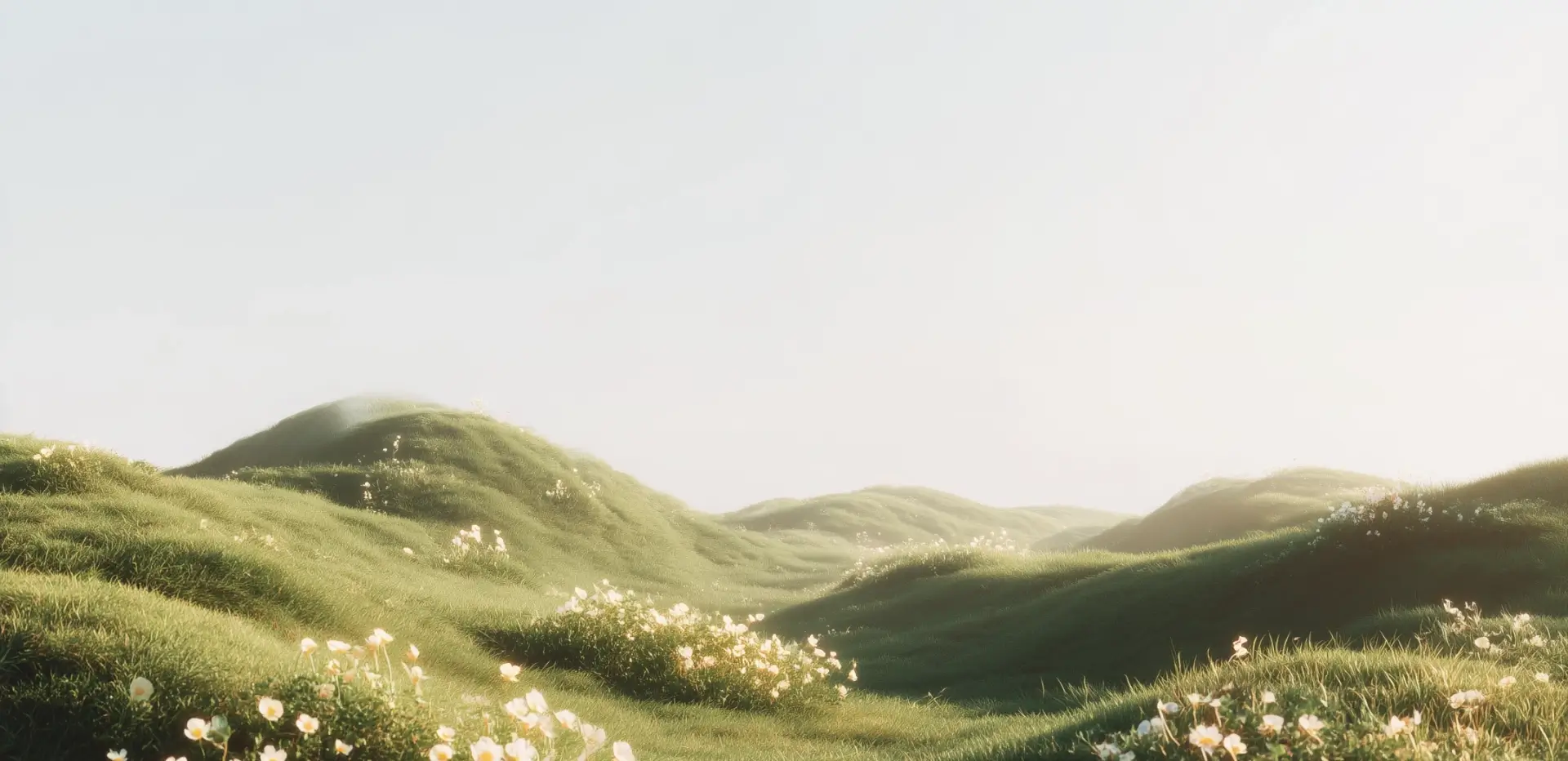 Lush green hills with patches of white flowers at sunset and clear sky.