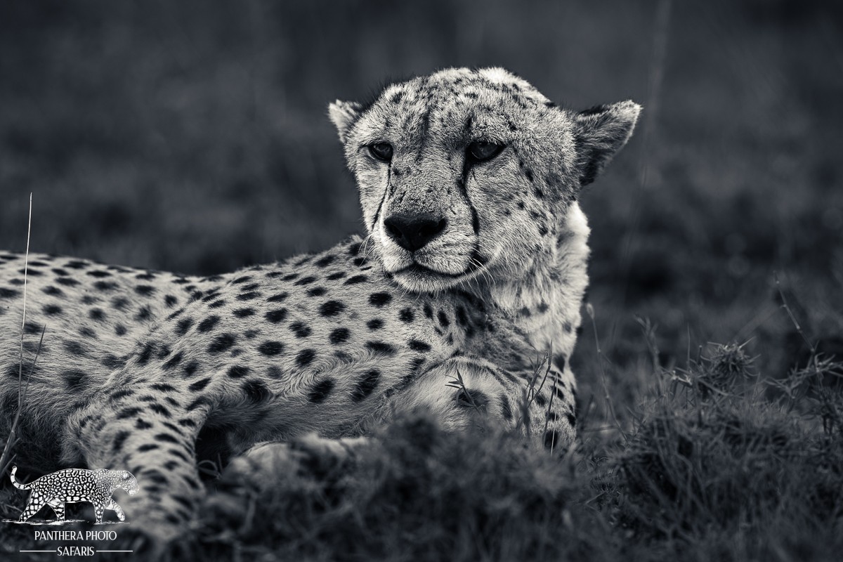 Central Serengeti 2023 Trip Report