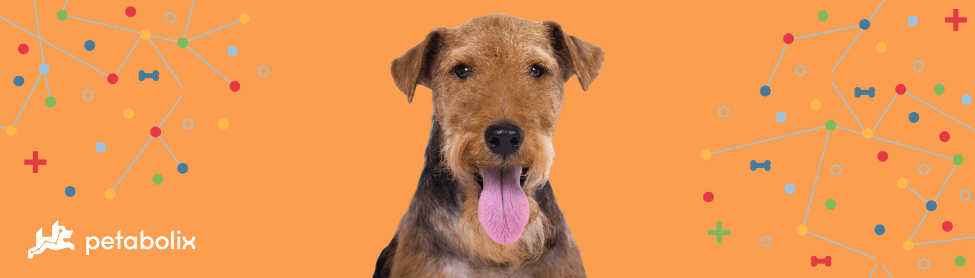Welsh Terrier image