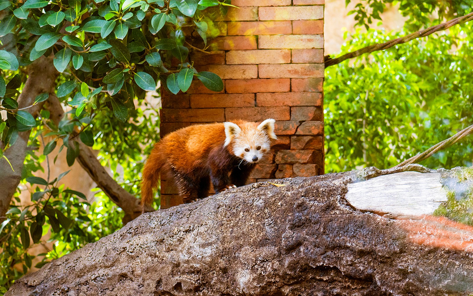 Red panda on a rock at Bioparc Fuengirola, surrounded by lush greenery.