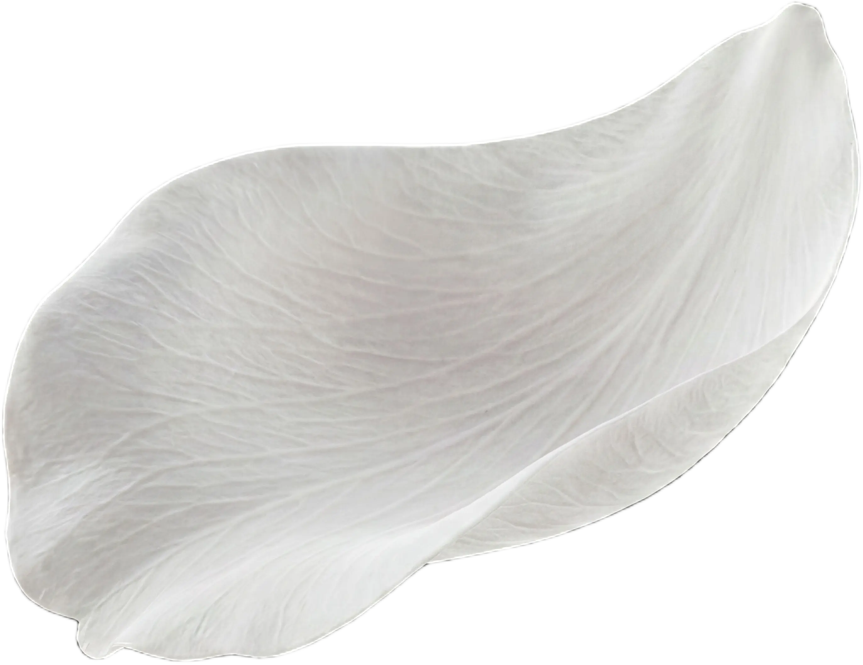 White Petal