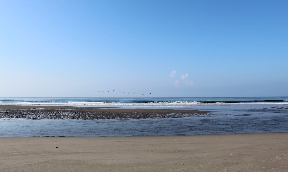 Birds on shoreline