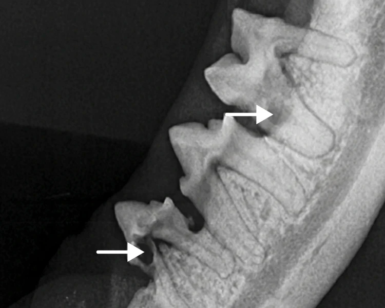 Dentalröntgenaufnahme einer Katze, auf der weisse Pfeile versteckte Zahnresorptionen (FORL) an den Zahnwurzeln markieren