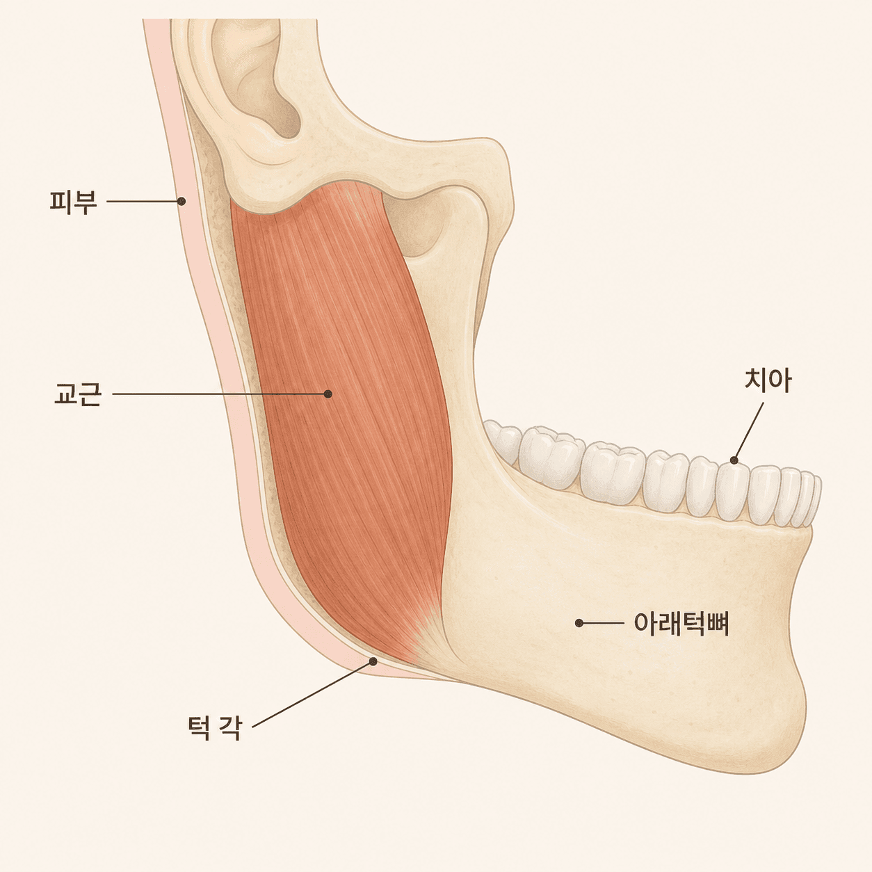 아래턱뼈를 따라 이어지는 교근의 위치