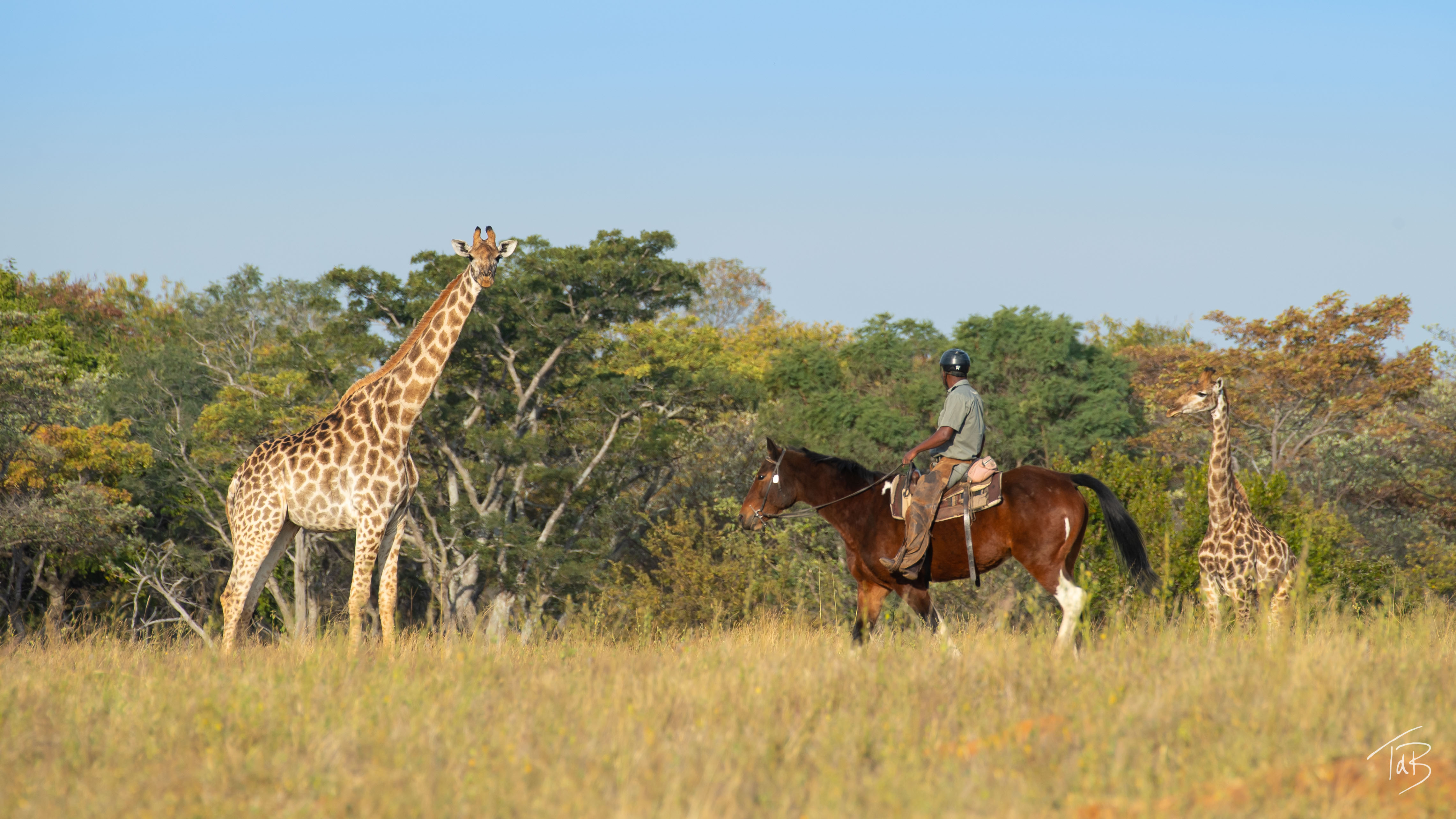 Safari-guide till häst i Waterberg, Sydafrika – passerar två giraffer på nära håll under ridsafari.