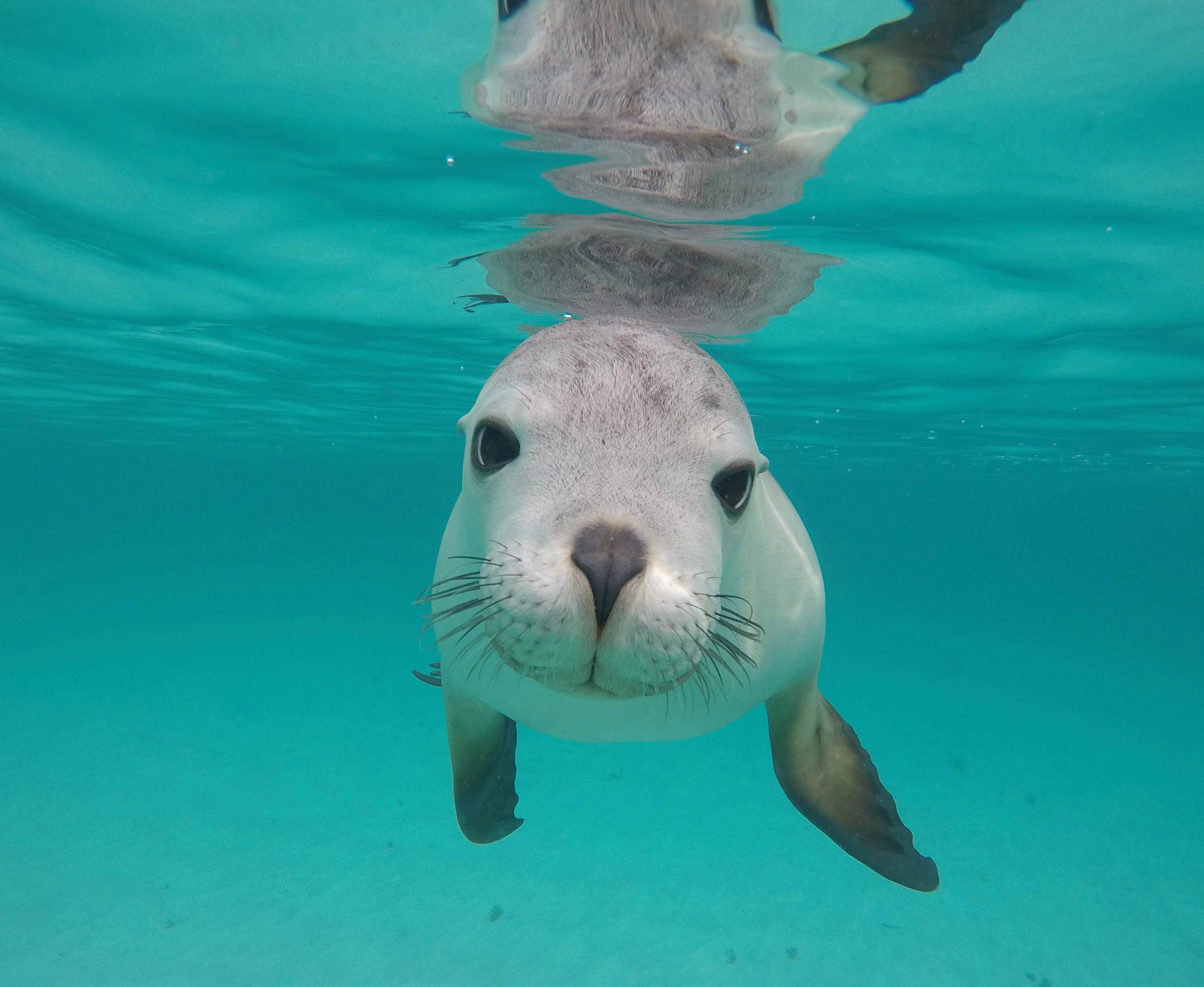 Sea Lion Pup