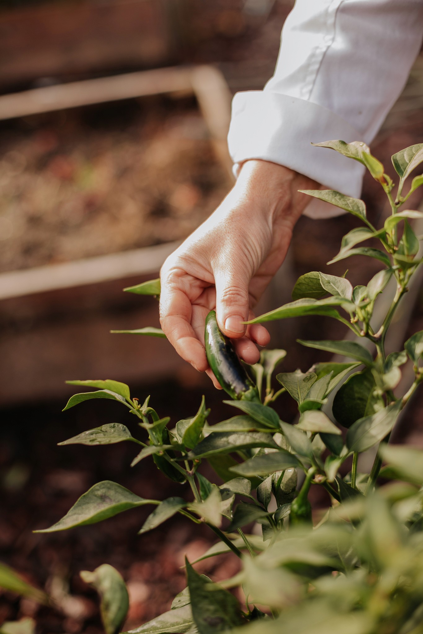 A parada das bestas | Sesion fotografía