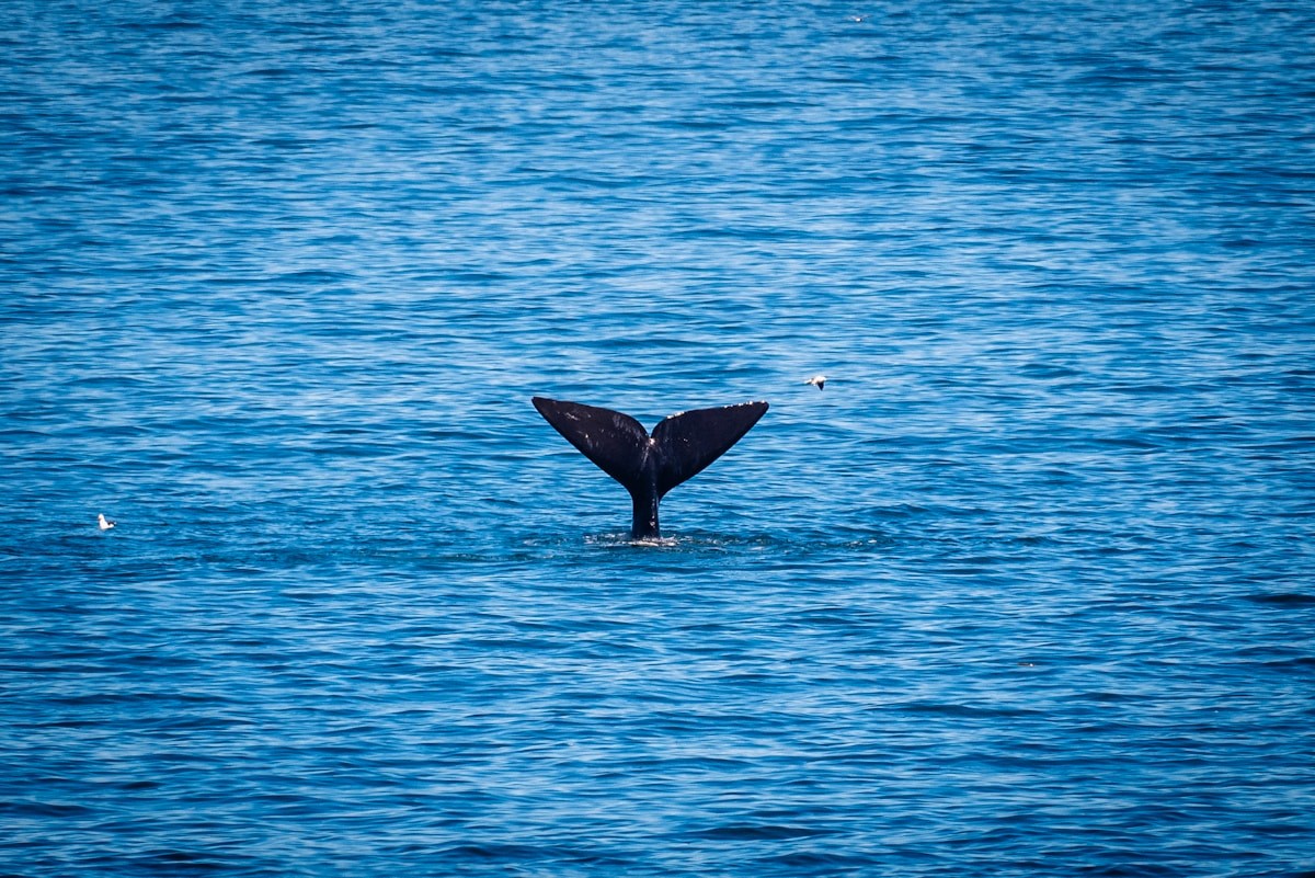 HERMANUS + WHALE COAST