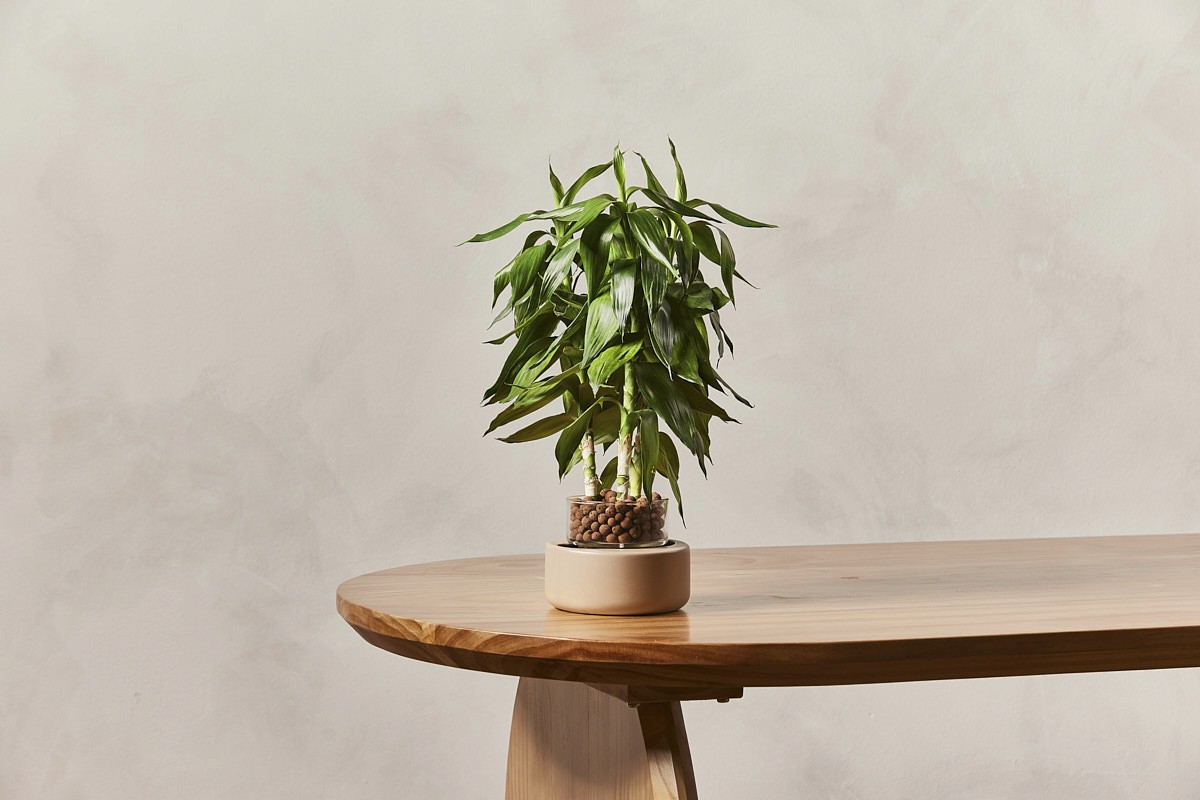 Dewplants — E-commerce product photography by RIGGNGO Studio Singapore — 8