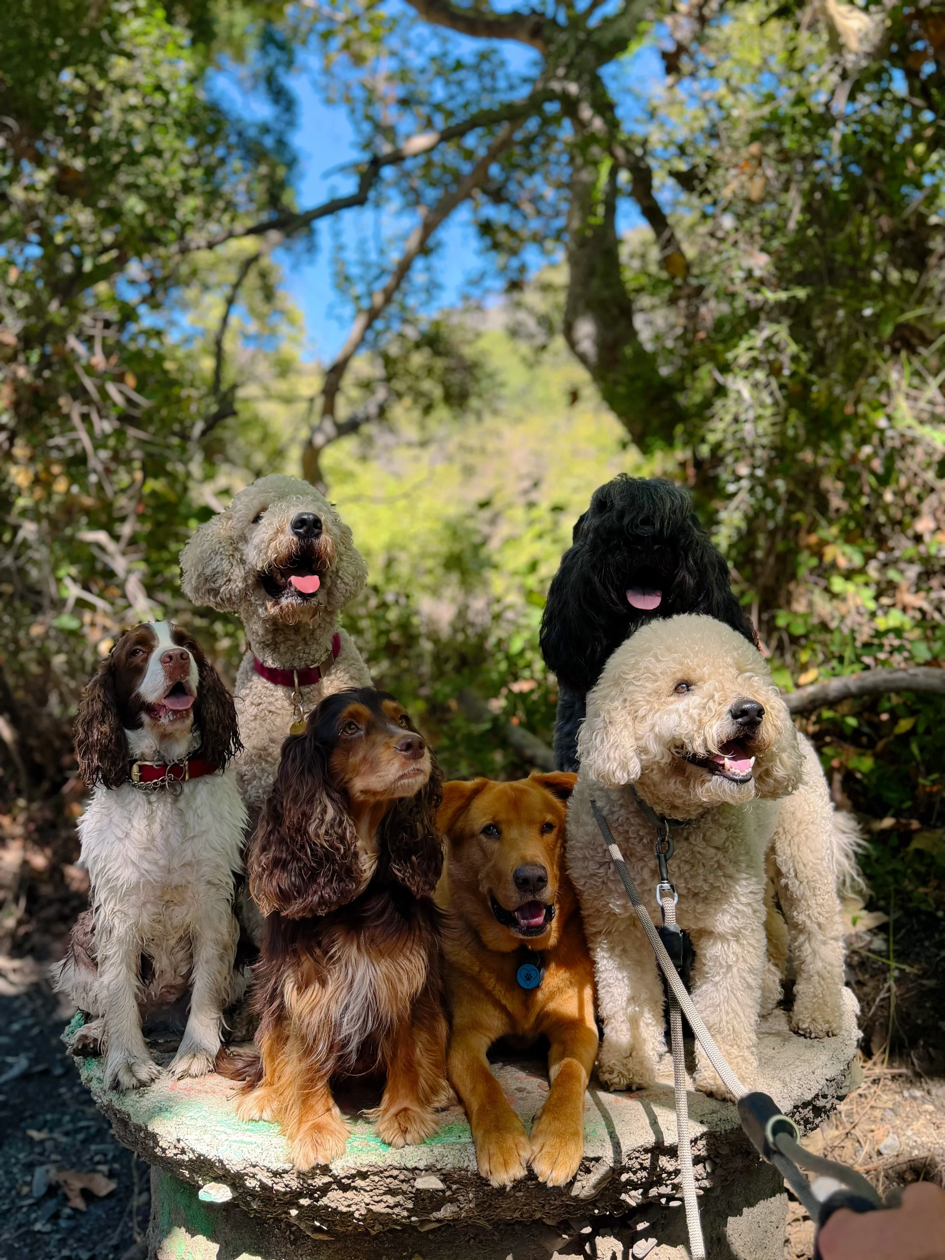 A pack of dogs out on a walk