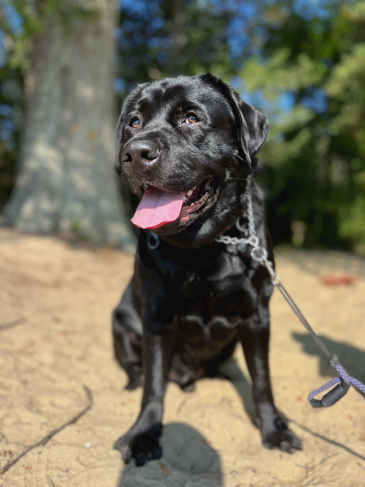 Black Labrador on leash during private dog walking in Severna Park, Maryland