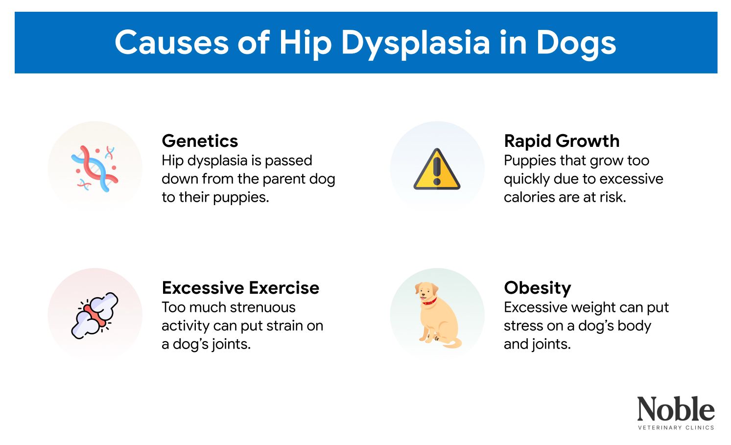An infographic explaining the causes of hip dysplasia in dogs.