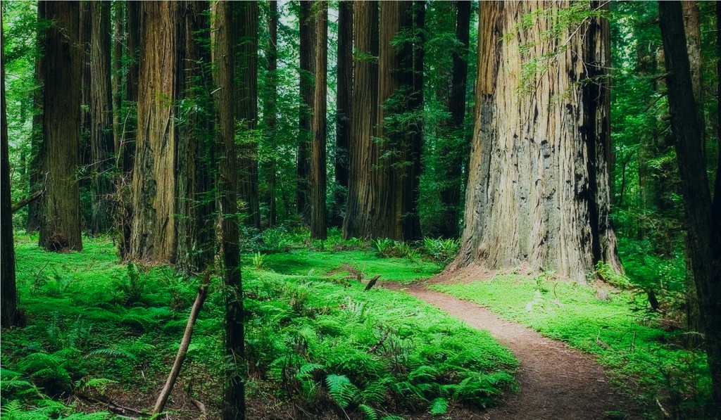 Redwood Forest