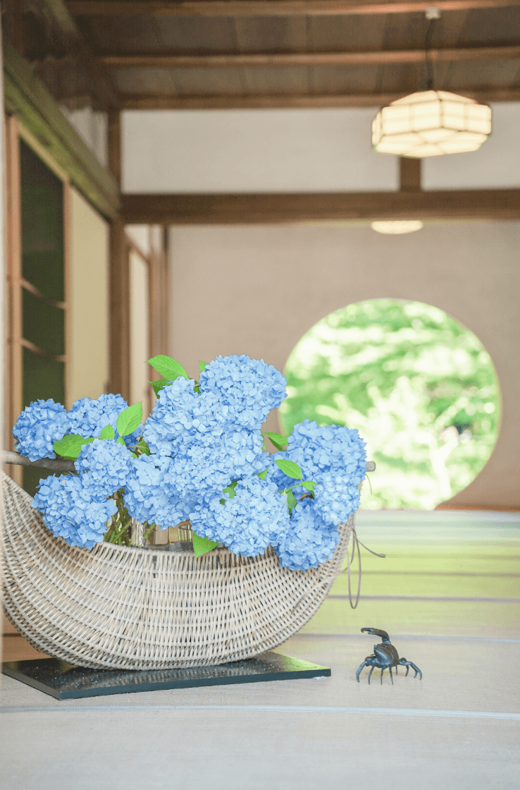 Hydrangeas at Meigetsuin in Kamakura, Kanagawa
