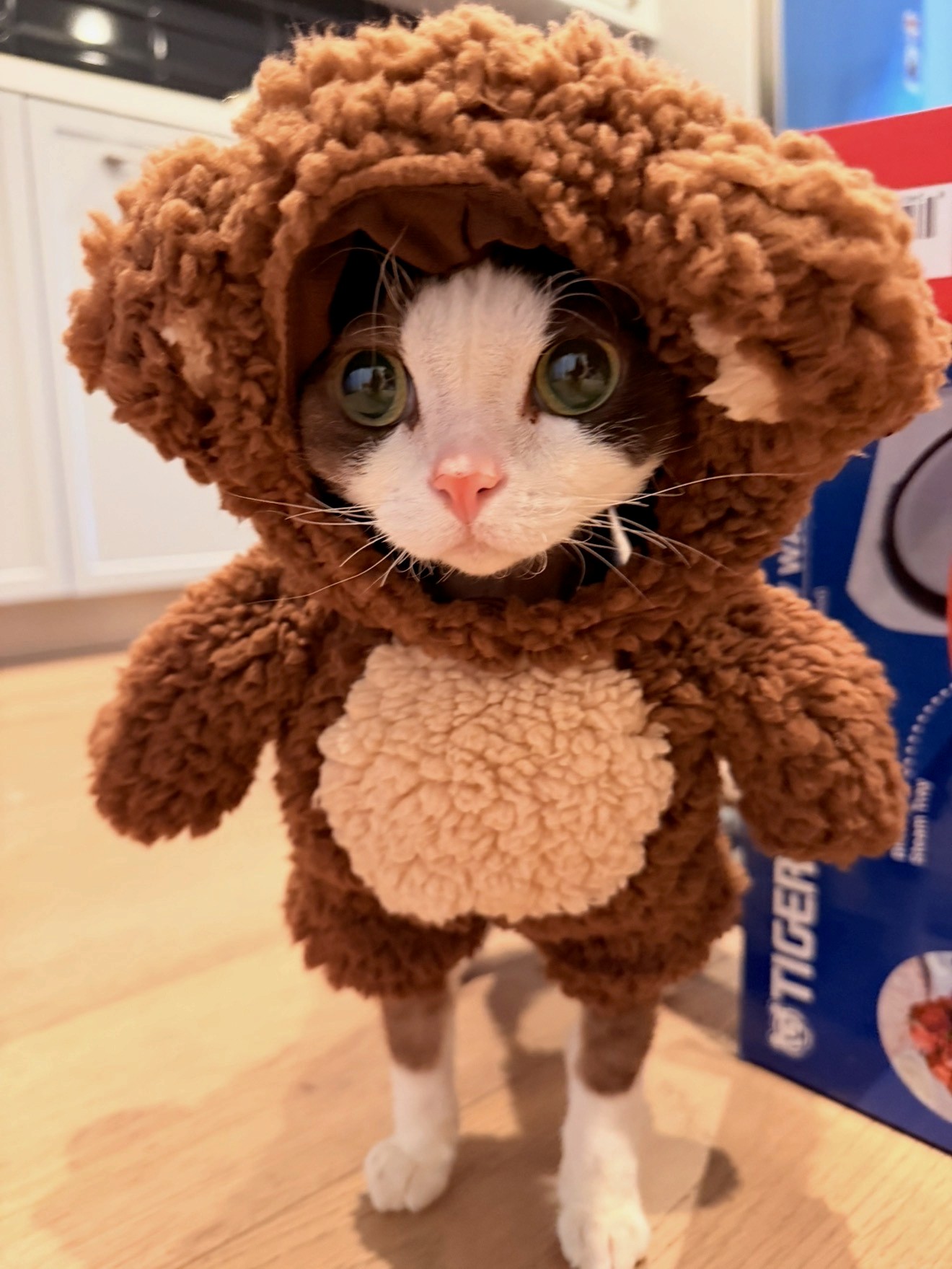 Pawtrait team photos featuring a cat in a playful costume