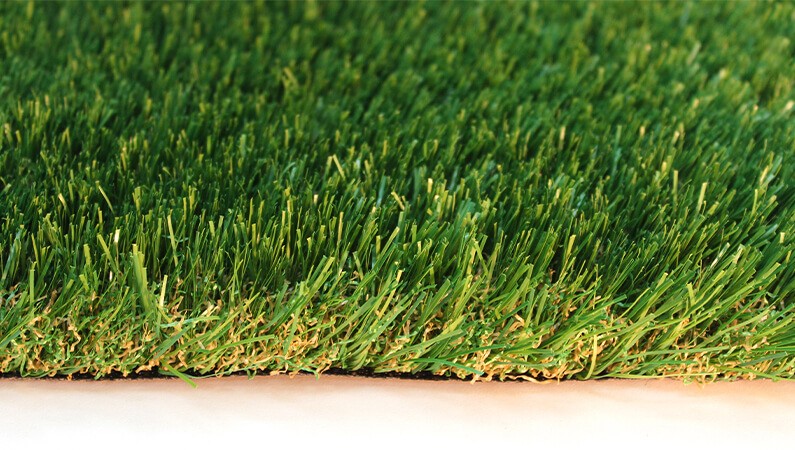 Saratoga 80 by AGL Grass North has a slight yellow coloration as if it were drenched by the sun.