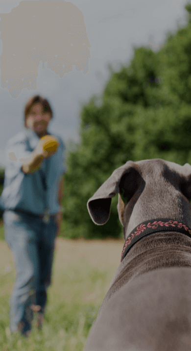 Scoop Busters. The Villages Florida Pet Waste Removal. Dog Scooping Service. Instant Price.