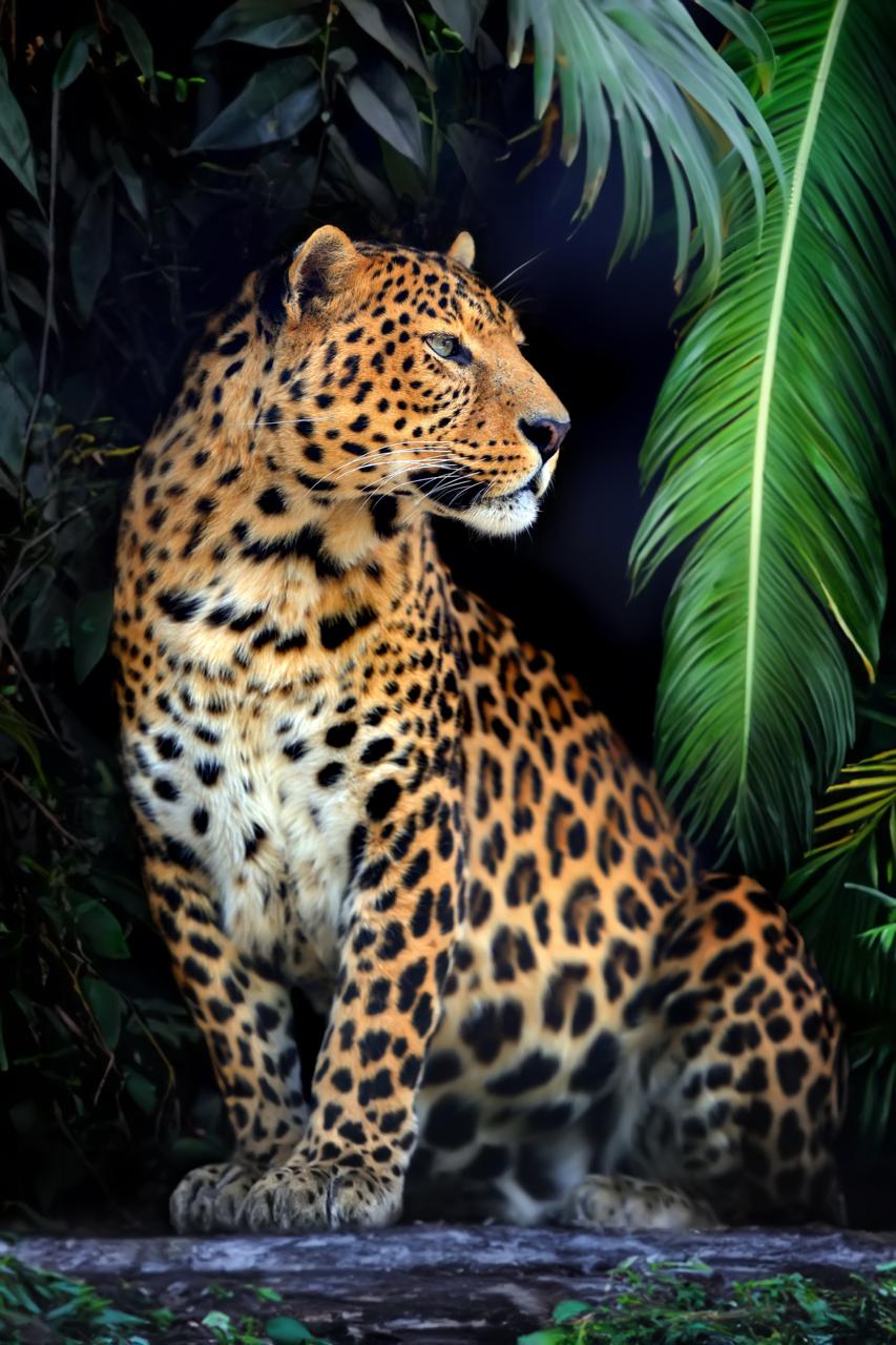 leopard
