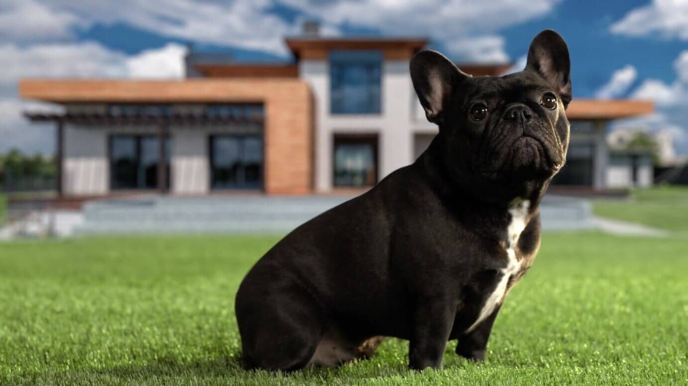 A cute black bulldog sitting on best-in-class artificial AGL grass.