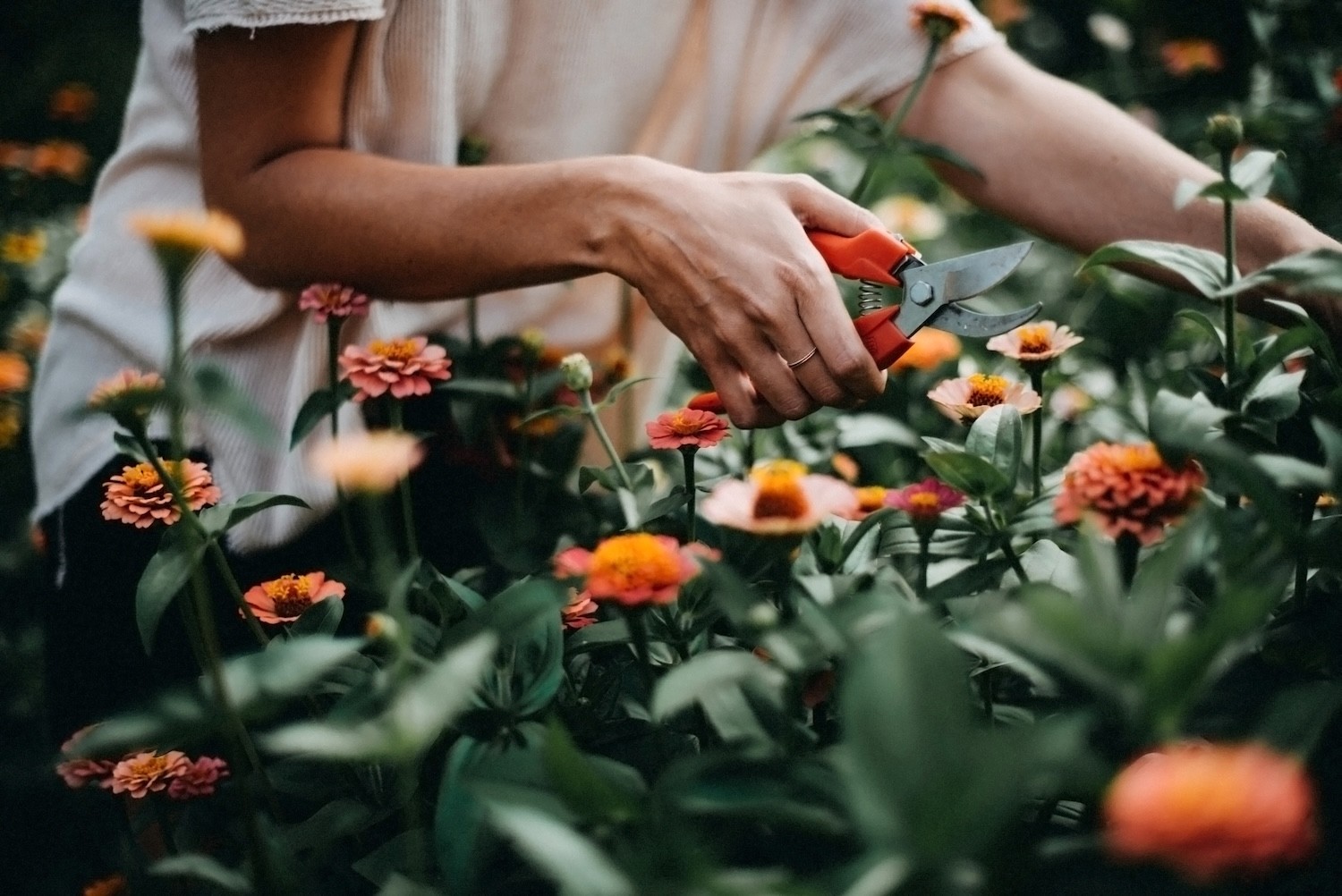 Photo of a gardener tending to their plants
