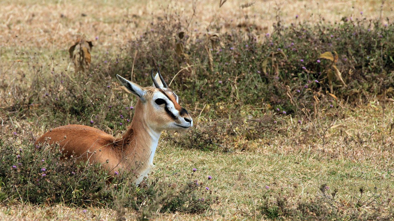 Calving and Predation
