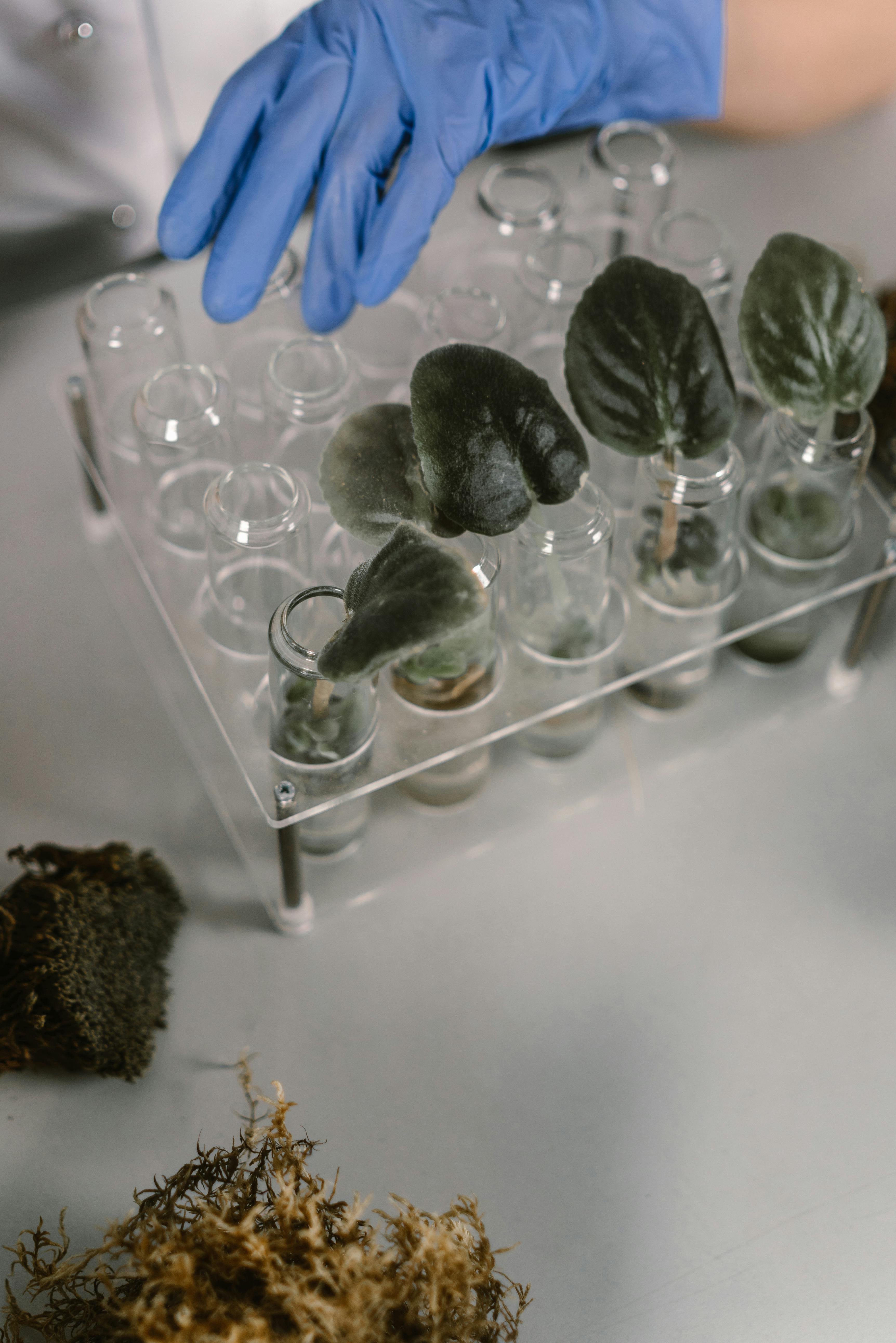 green plants on soil