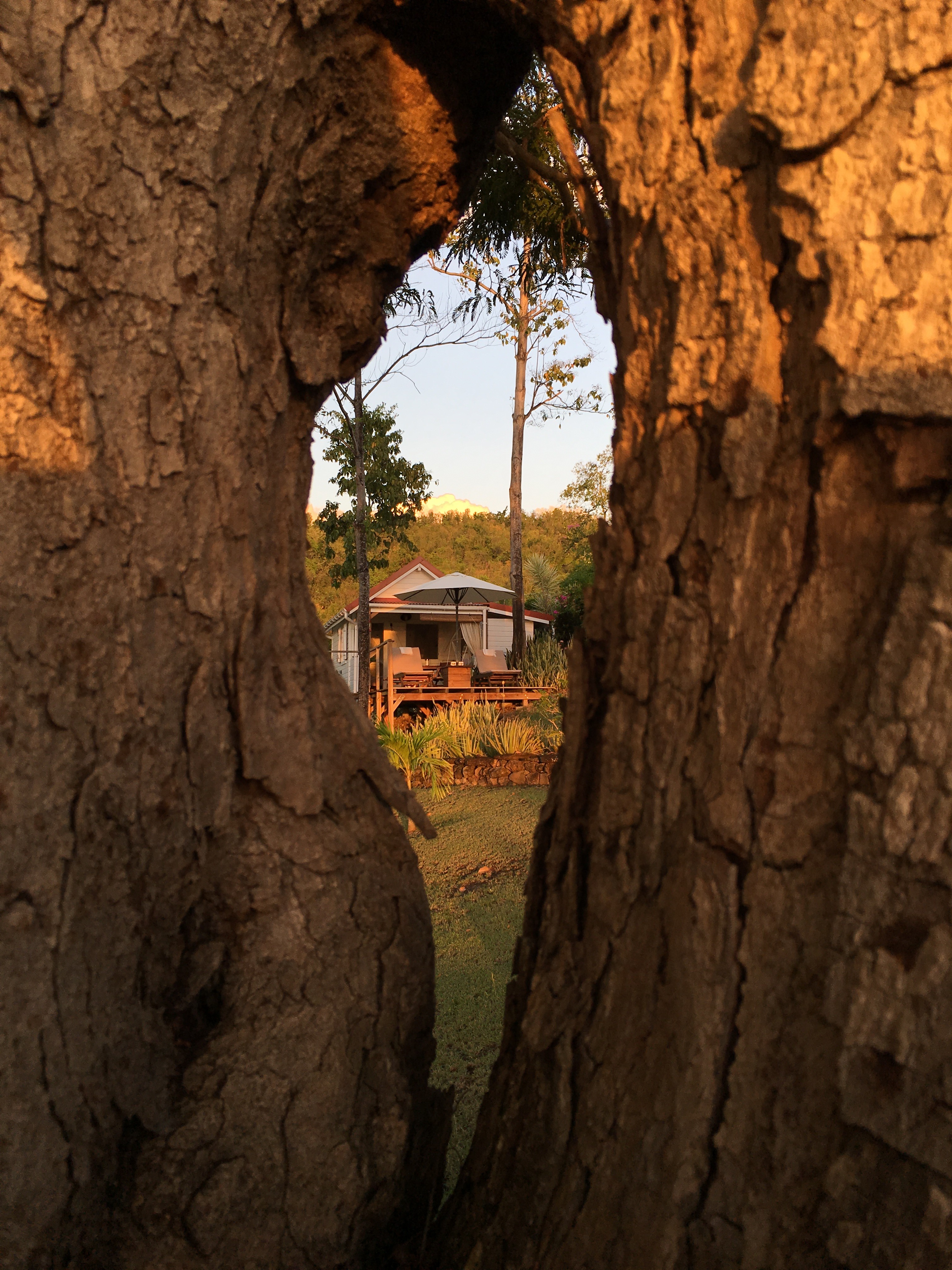 Lodge Rosewood aperçu à travers les arbres dans un jardin tropical à Vieux-Habitants en Guadeloupe
