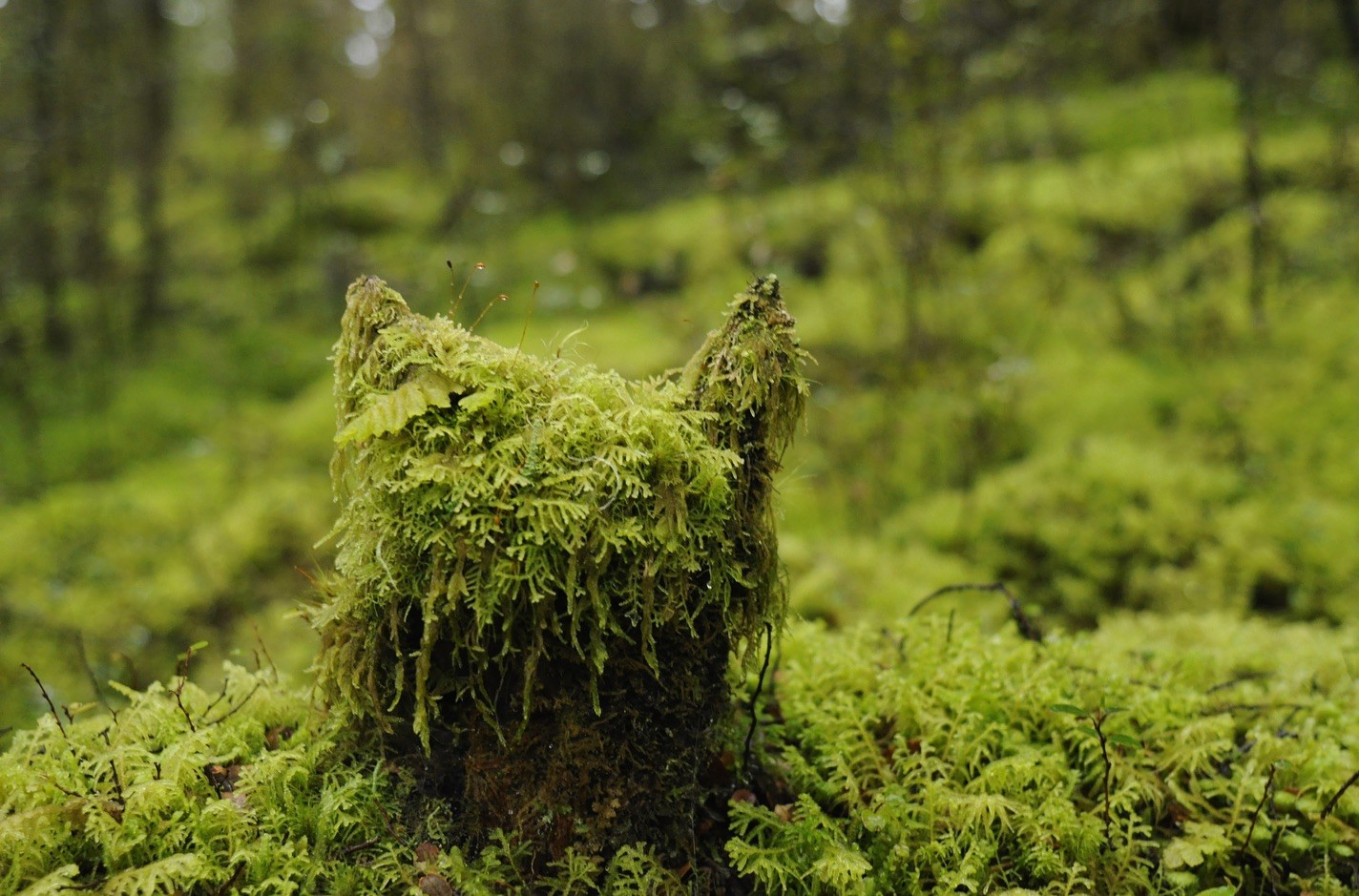 A moss-covered tree stump in front of a mossy forest. The tree stump is broken in such a way that the edges look a bit like cat ears