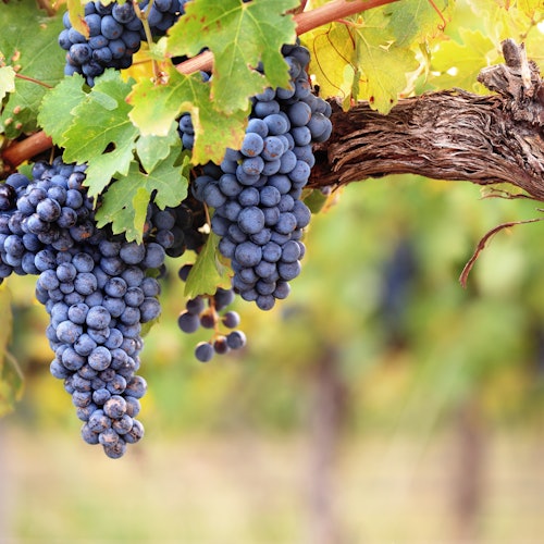 Close-up of ripe purple grapes hanging from a vine with green leaves in a vineyard. Blurred vineyard rows in the background.