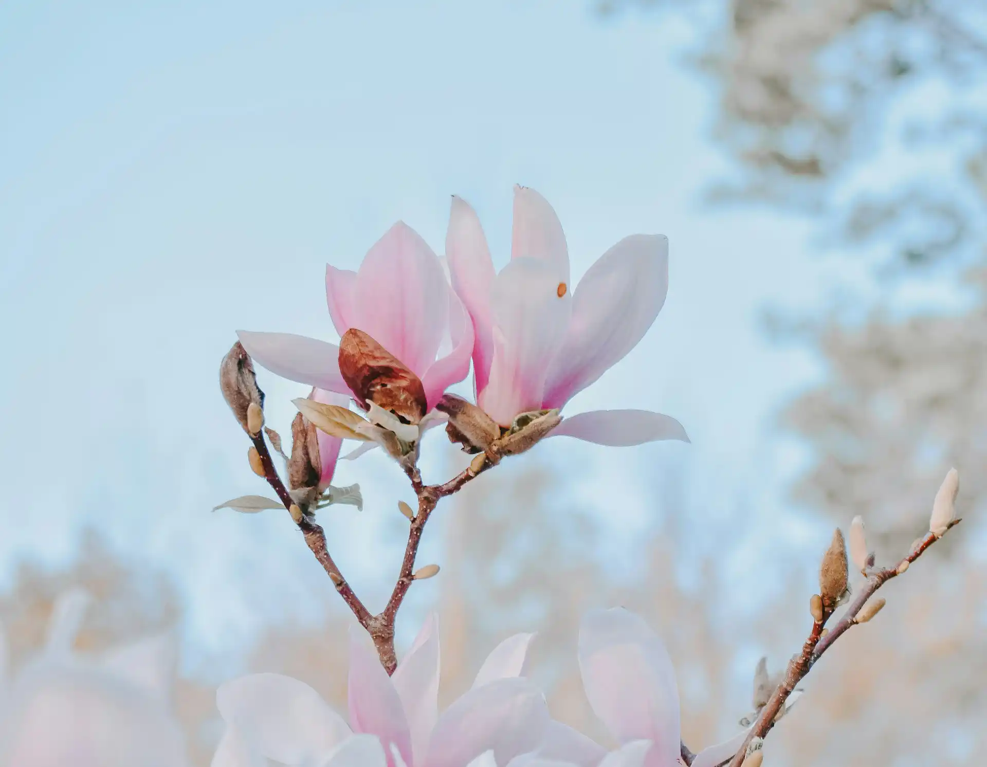 cherry blossoms in the spring