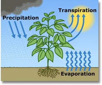 Evapotranspiration cycle