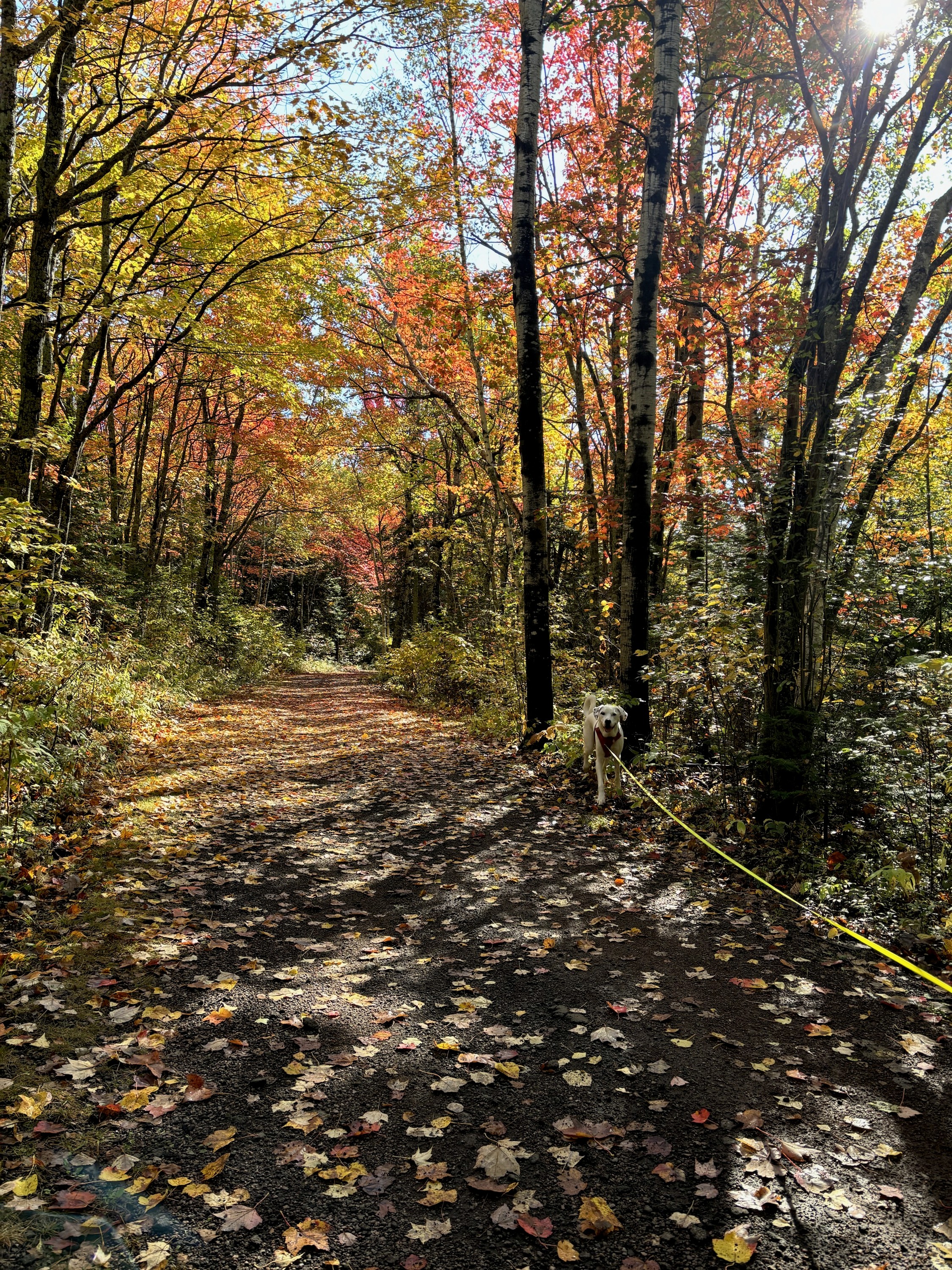 an image of a path in an autumnal forest